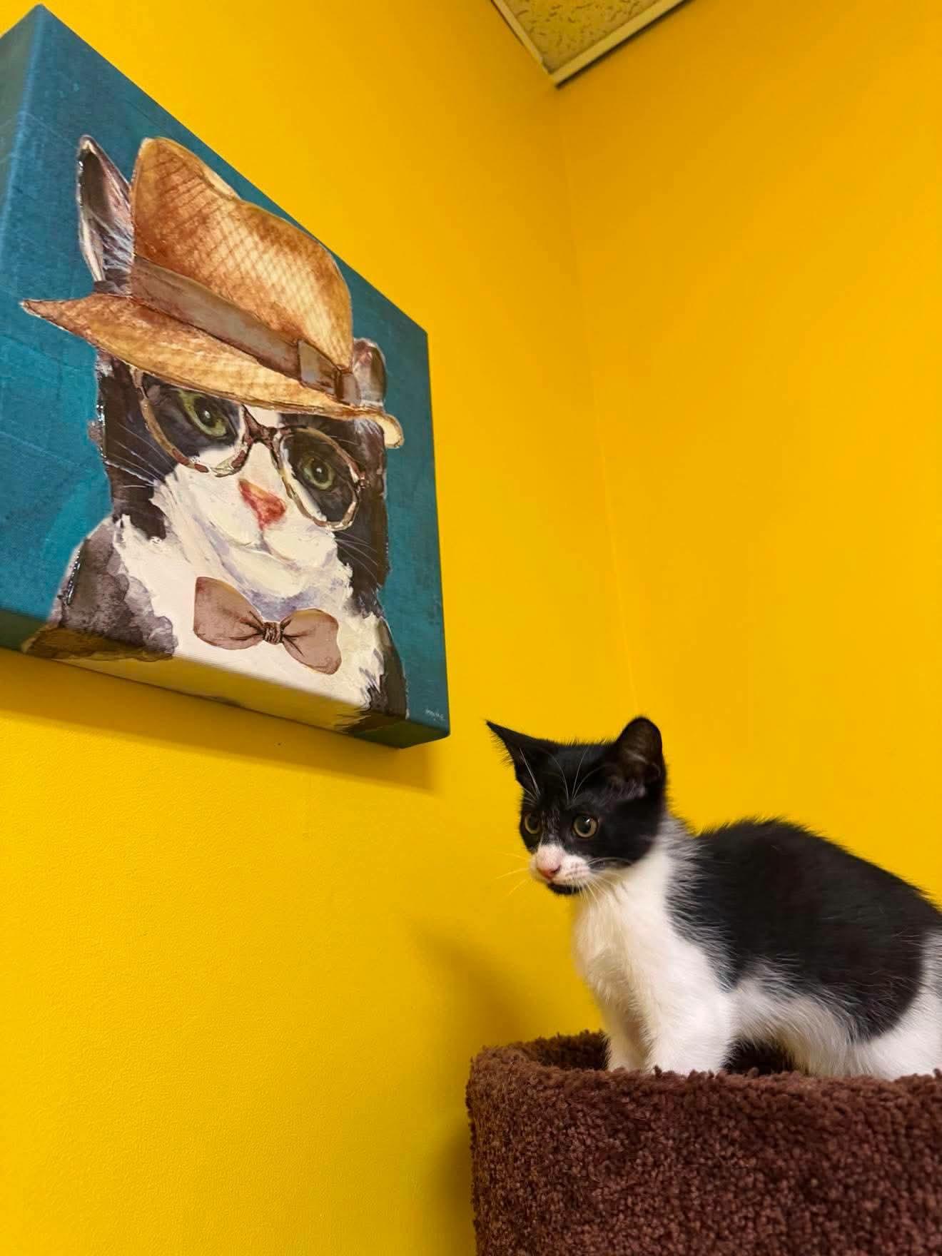 Moo, a Adoptable Domestic Short Hair in Buford, GA image 4/6
