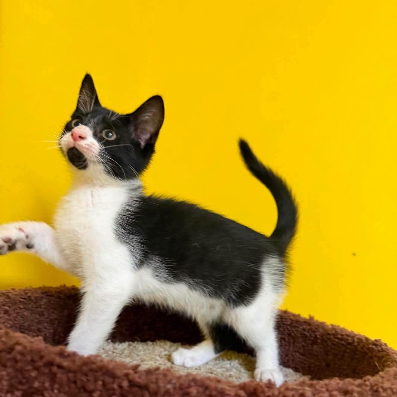 Moo, Adoptable, Kitten Male Domestic Short Hair.