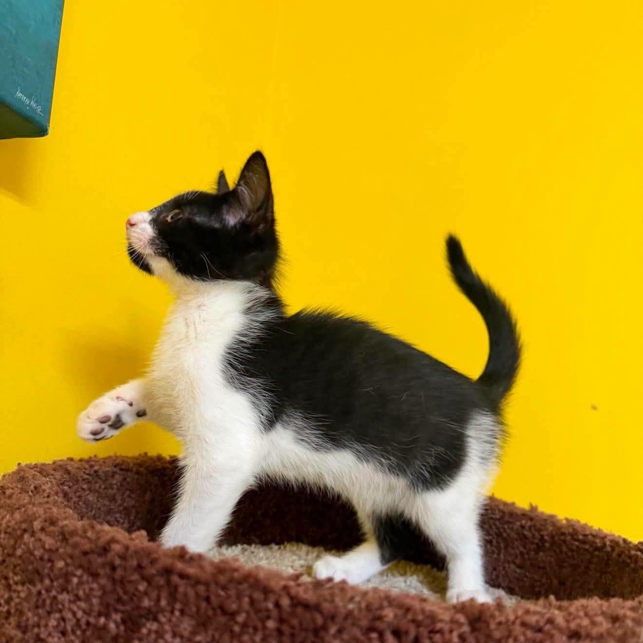 Moo, a Adoptable Domestic Short Hair in Buford, GA image 2/6