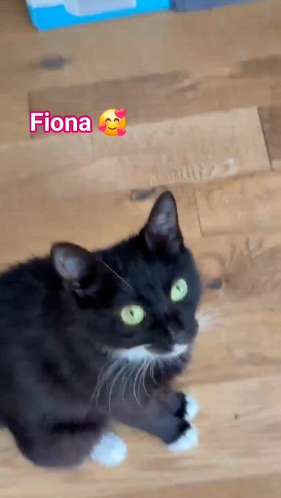 Enlarge Moo, a Adoptable Domestic Short Hair in Buford, GA video 6/6
