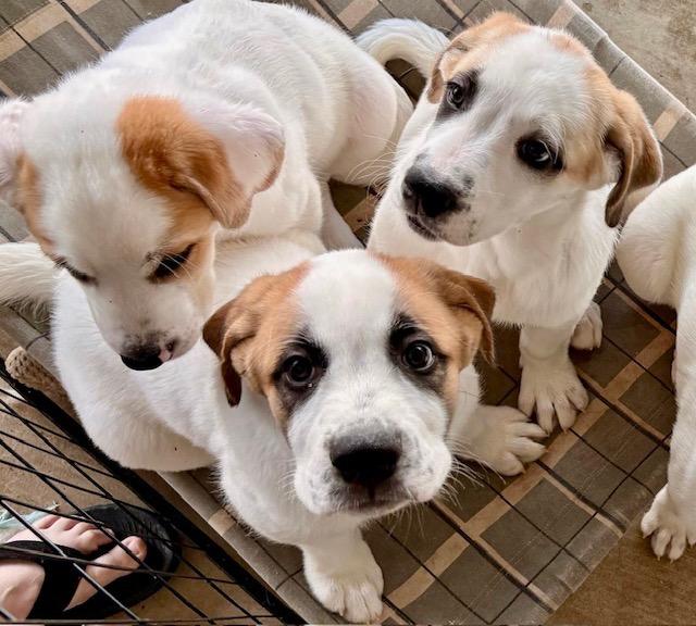 Scarlett, Adoptable, Puppy Female Great Pyrenees.