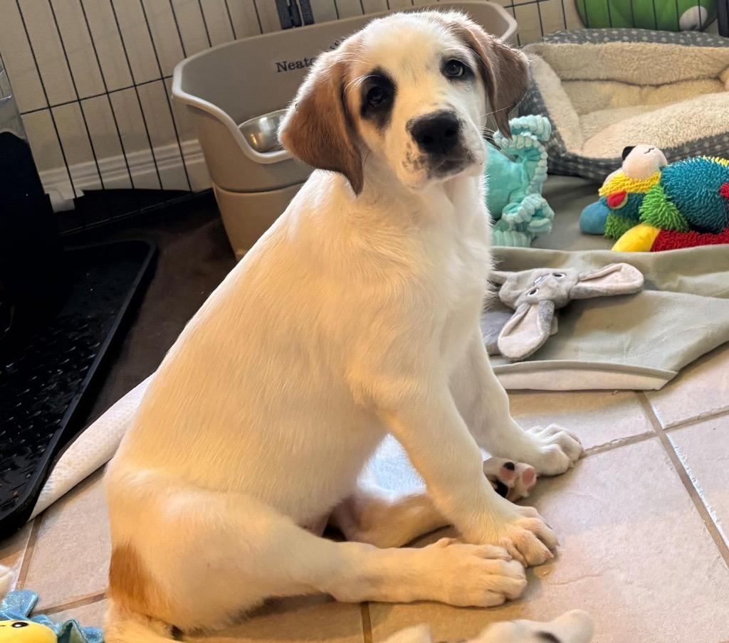 Enlarge Scarlett, a Adoptable Great Pyrenees in Leander, TX image 2/4
