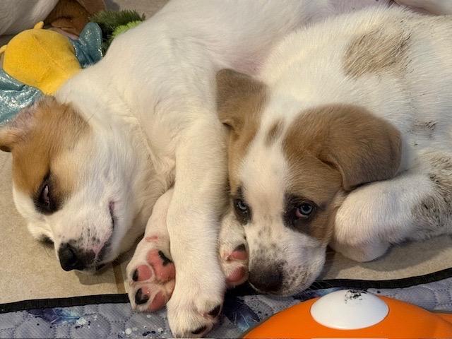 Enlarge Scarlett, a Adoptable Great Pyrenees in Leander, TX image 3/4