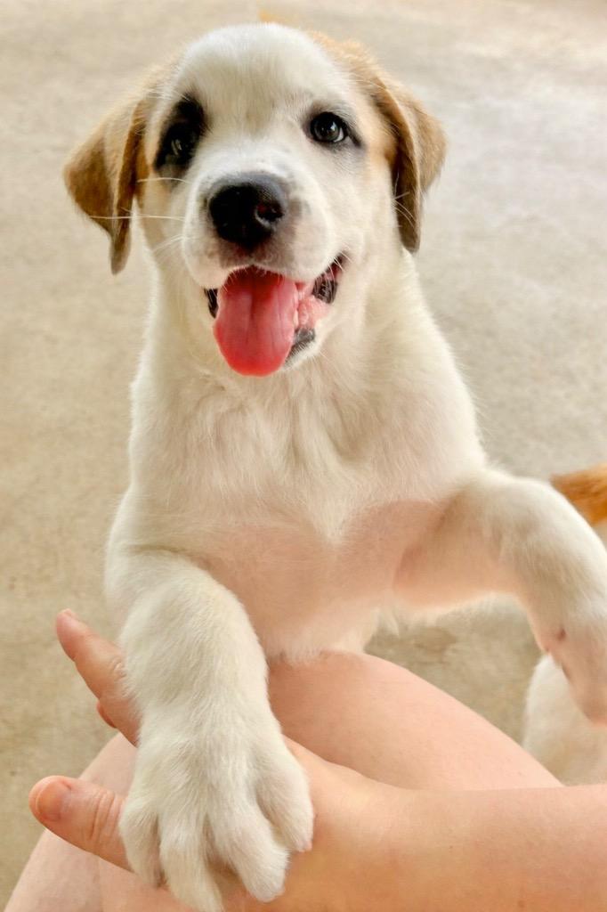 Enlarge Scarlett, a Adoptable Great Pyrenees in Leander, TX image 4/4