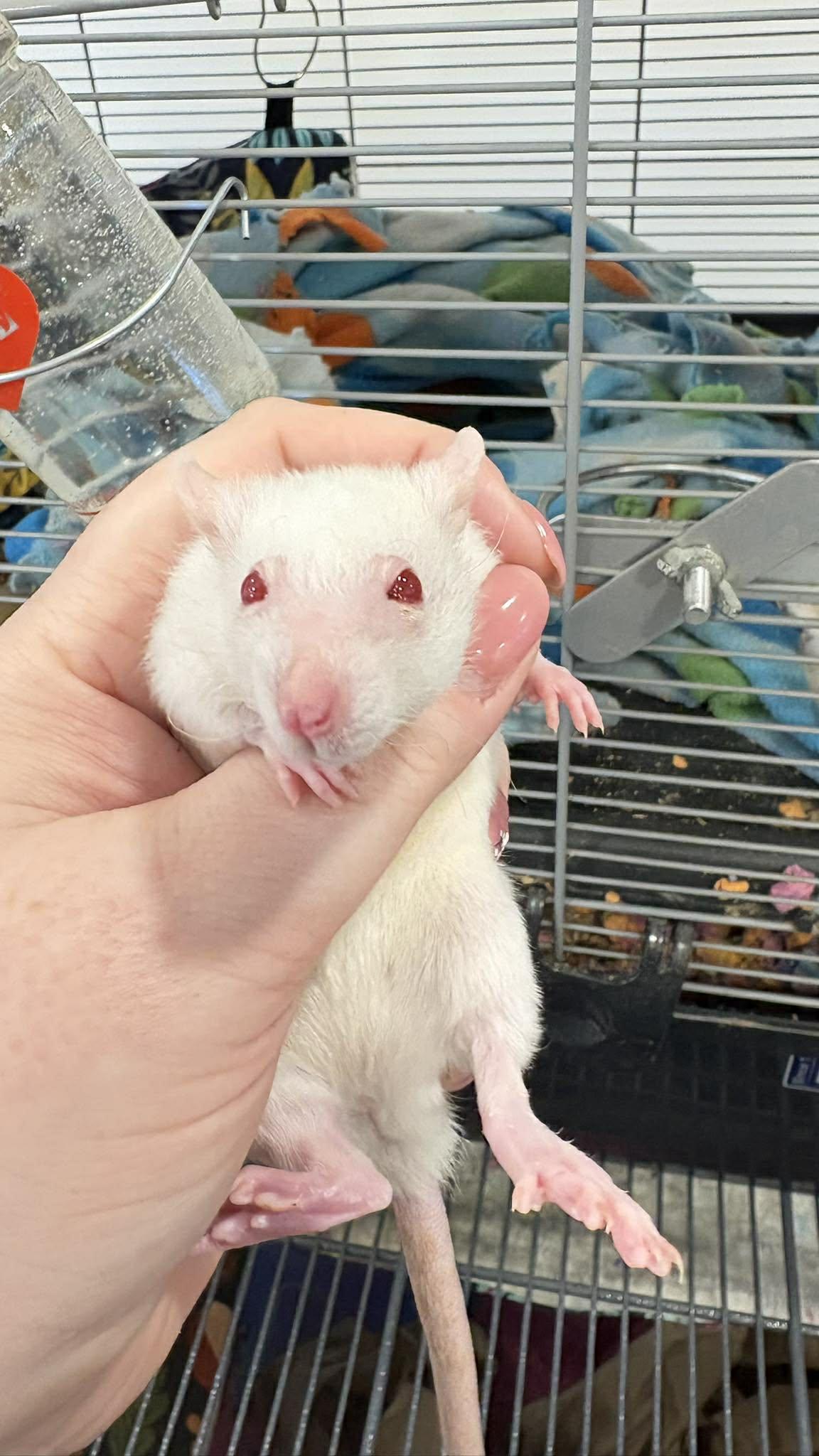 Enlarge Female baby rats, a ADOPTABLE Rat in Lehighton, PA image 3/6
