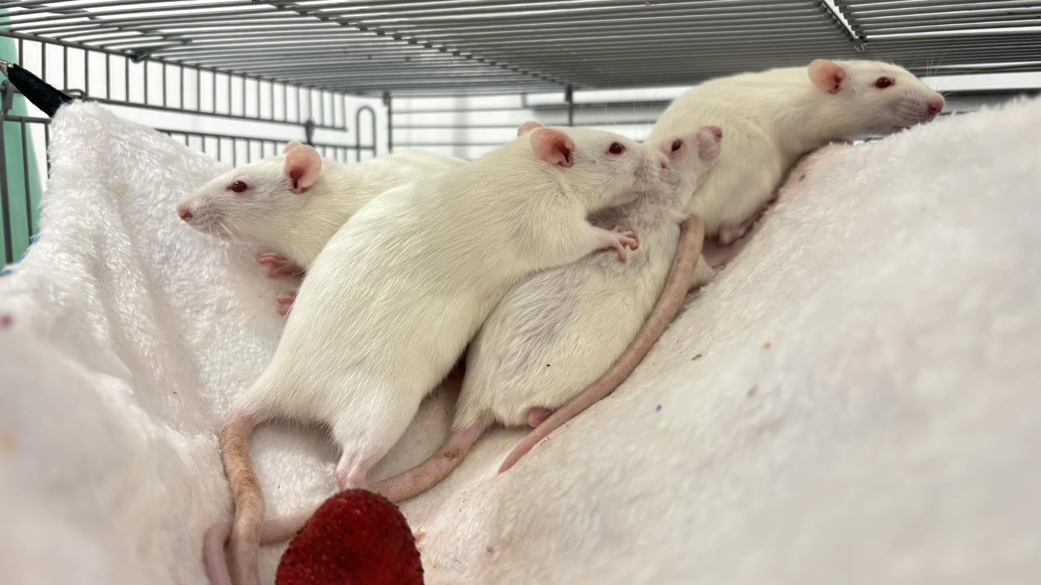 Enlarge Female baby rats, a ADOPTABLE Rat in Lehighton, PA image 4/6