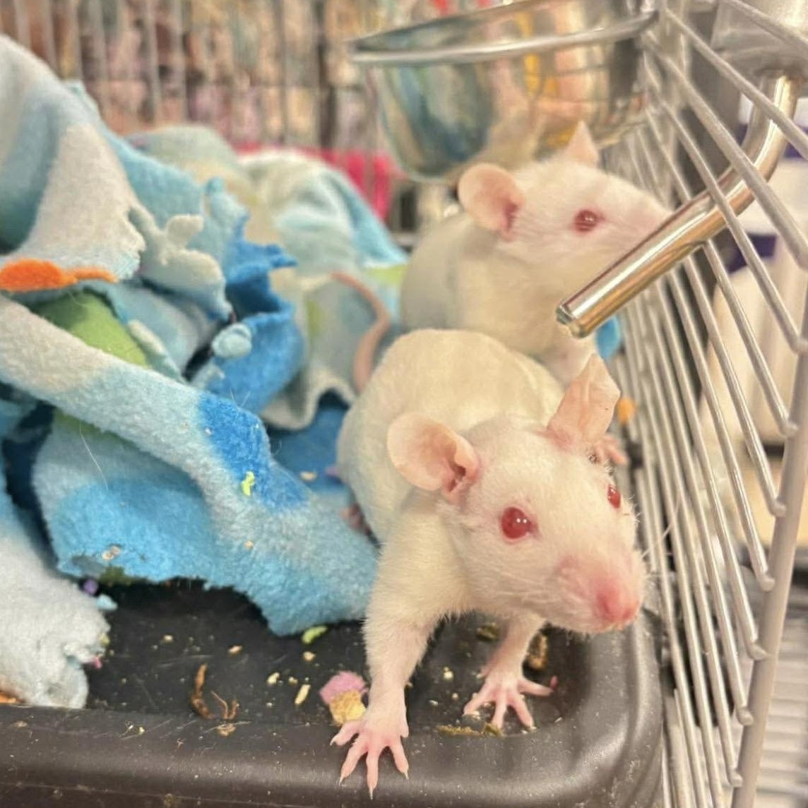 Enlarge Female baby rats, a ADOPTABLE Rat in Lehighton, PA image 6/6