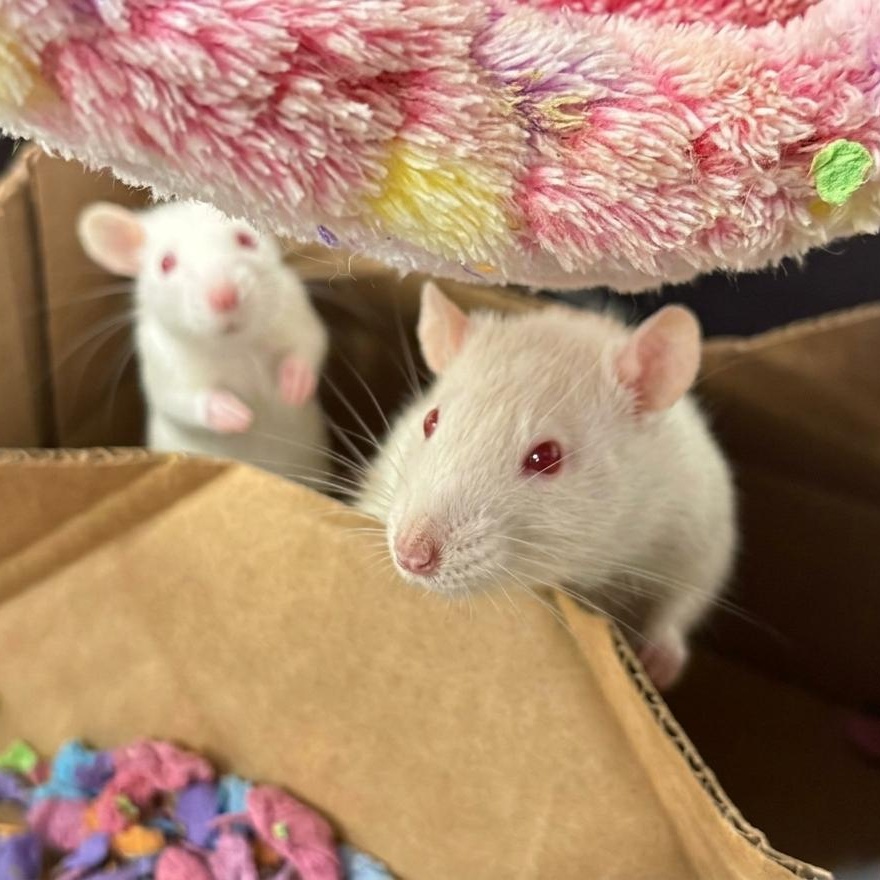 Enlarge Female baby rats, a ADOPTABLE Rat in Lehighton, PA image 2/6