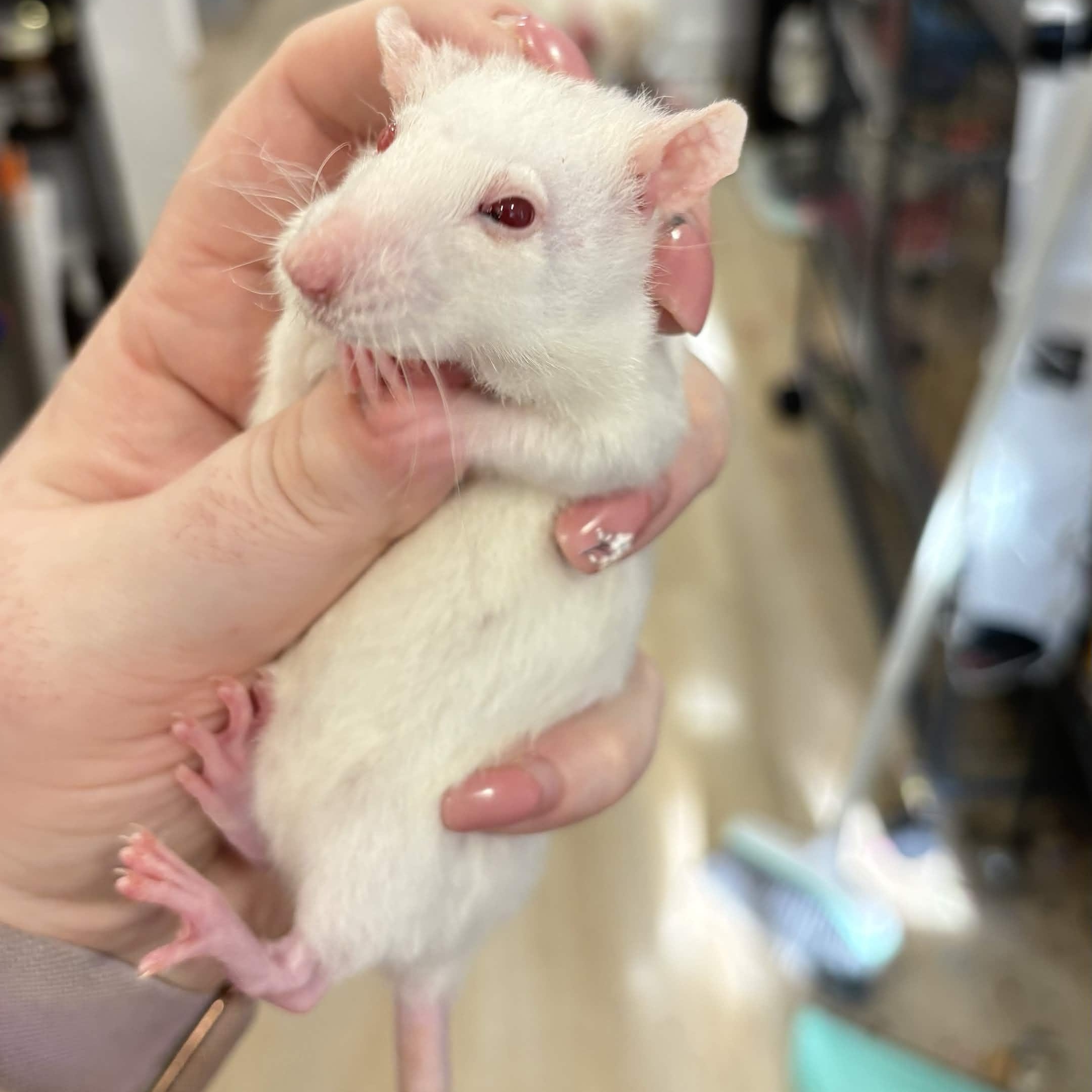 Enlarge Female baby rats, a ADOPTABLE Rat in Lehighton, PA image 5/6