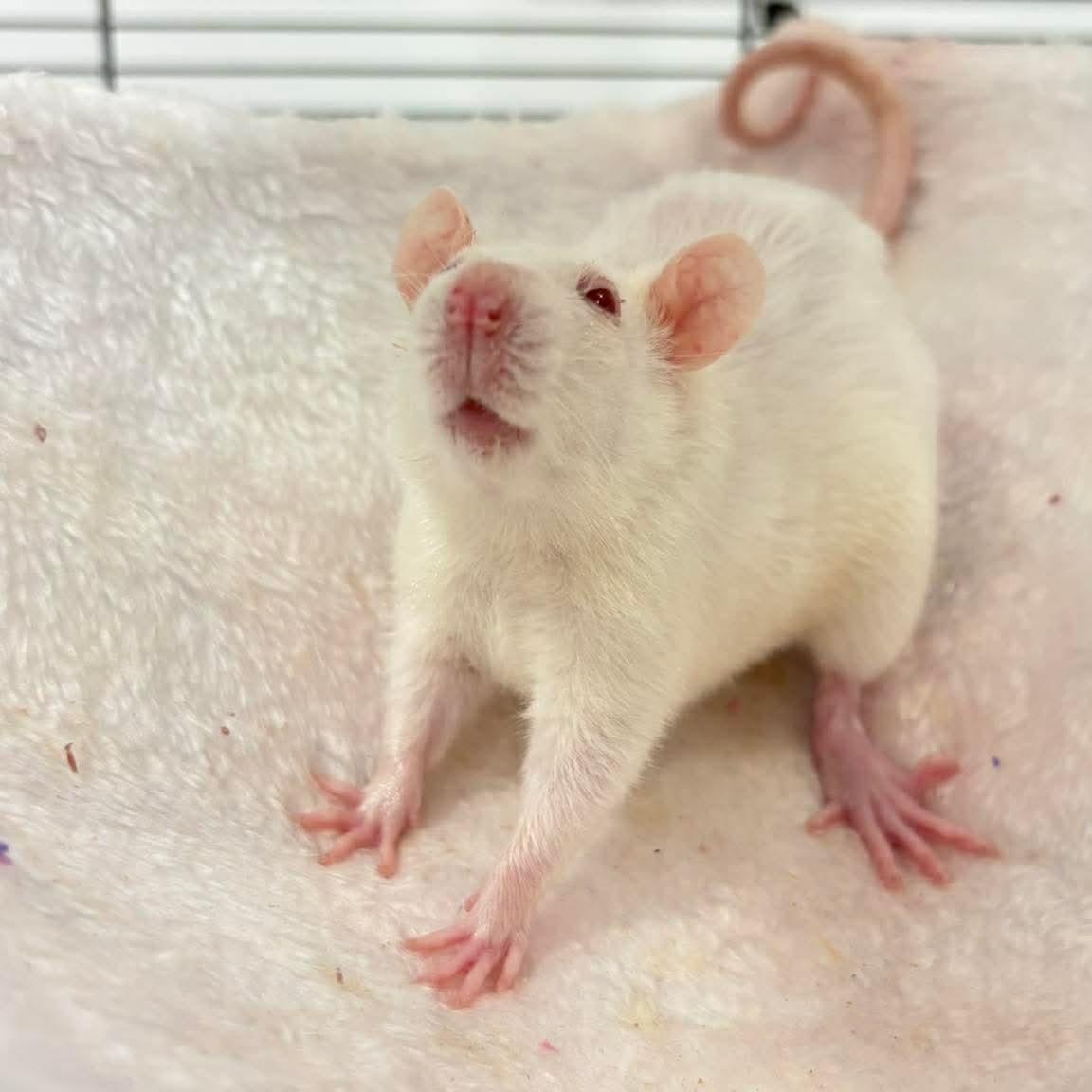 Enlarge Female baby rats, a ADOPTABLE Rat in Lehighton, PA image 1/6