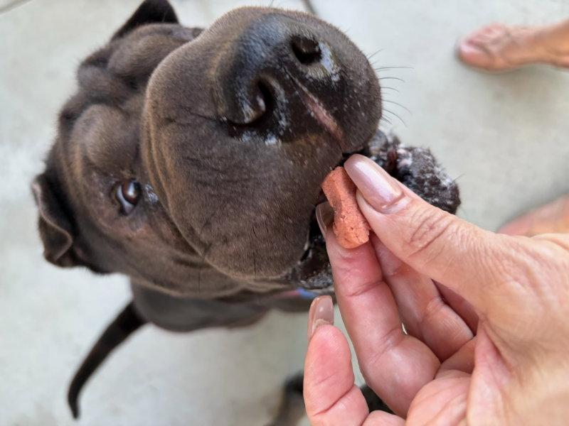 Daisy (Calif), Adoptable, Adult Female Shar-Pei.