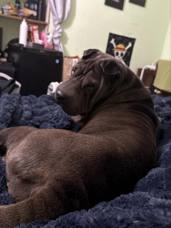 Enlarge Daisy (Calif), a Adoptable Shar-Pei in Lake Forest, CA image 1/3