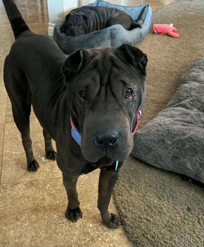 Enlarge Daisy (Calif), a Adoptable Shar-Pei in Lake Forest, CA image 2/3
