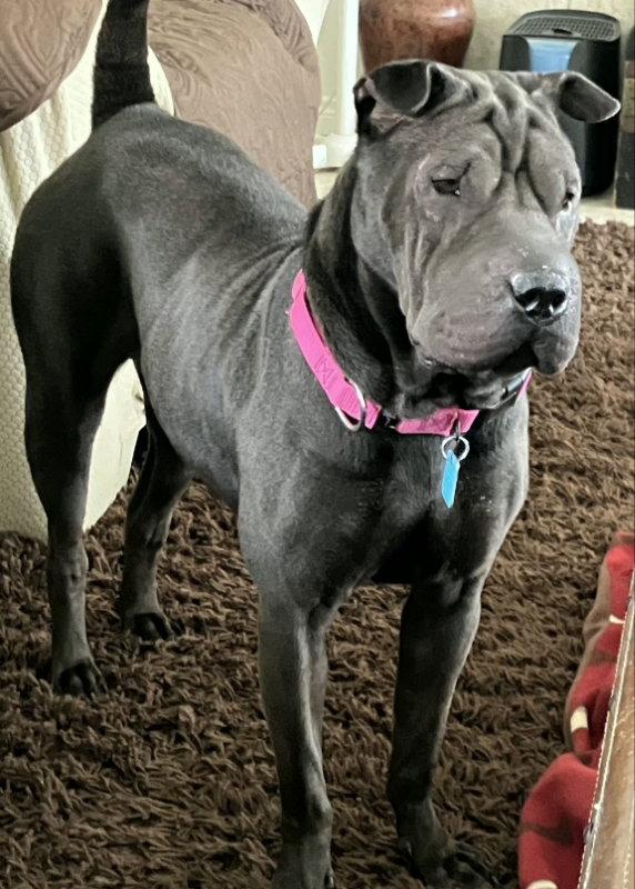 Daisy (Calif), Adoptable, Adult Female Shar-Pei.