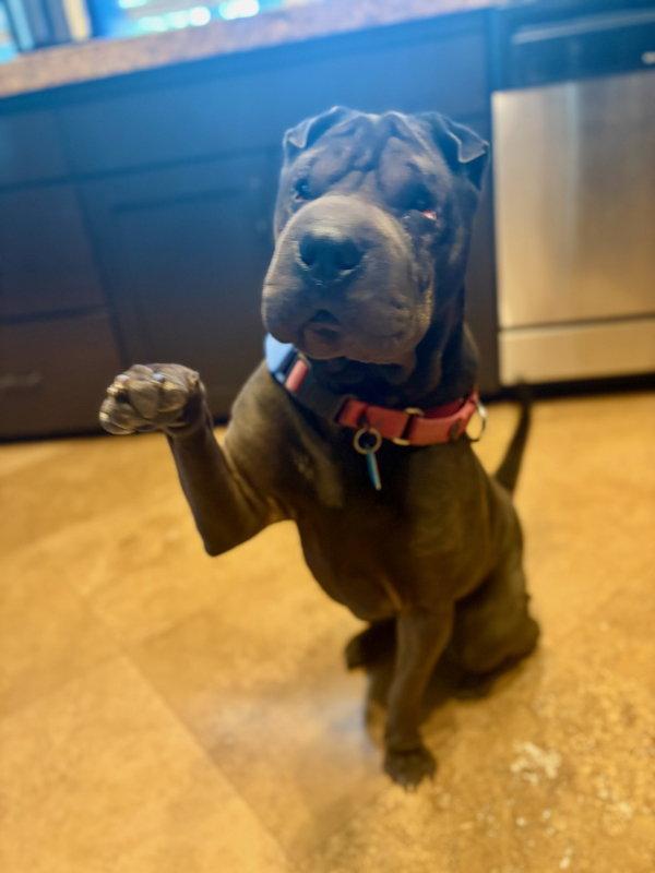 Enlarge Daisy (Calif), a Adoptable Shar-Pei in Lake Forest, CA image 3/3