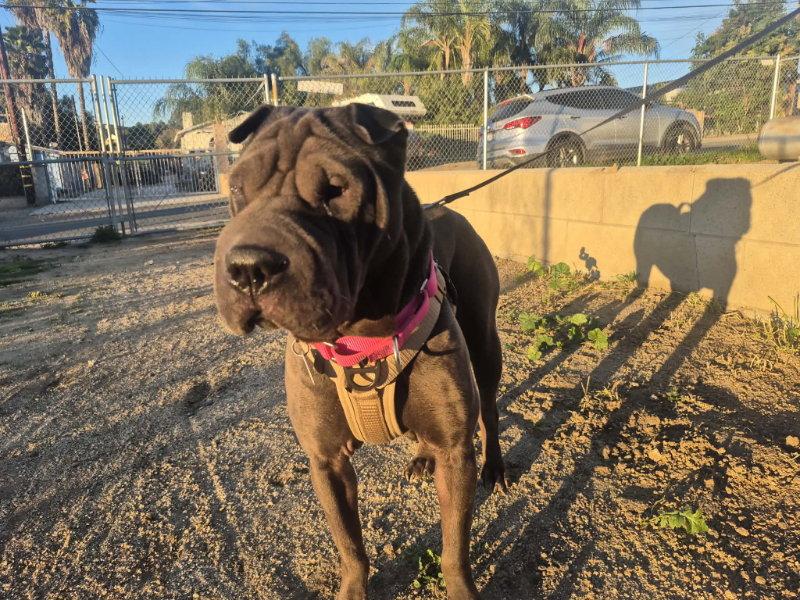 Enlarge Daisy (Calif), a Adoptable Shar-Pei in Lake Forest, CA image 2/3