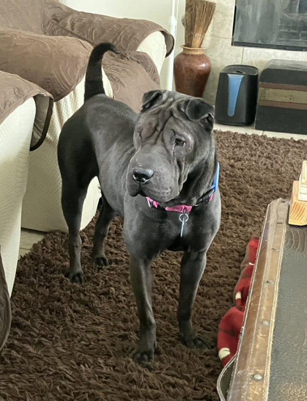 Daisy (Calif), a Adoptable Shar-Pei in Lake Forest, CA image 3/3