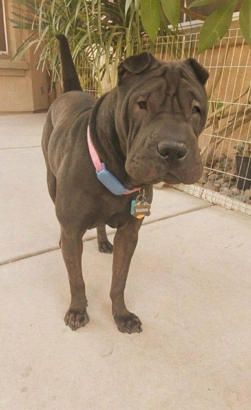Daisy (Calif), a Adoptable Shar-Pei in Lake Forest, CA image 3/3