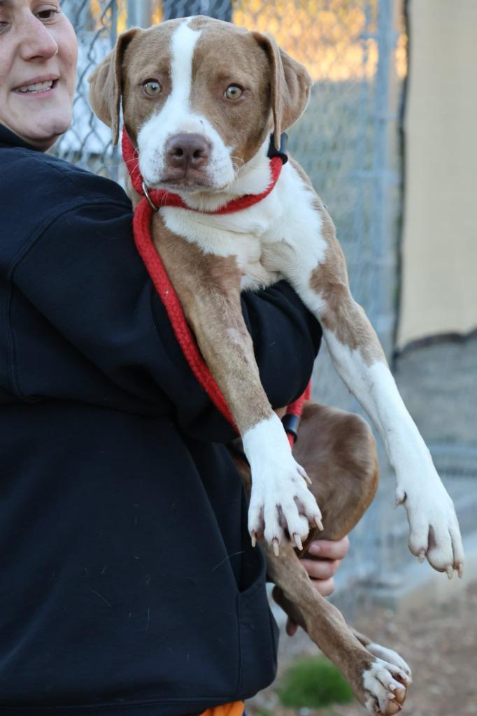 Enlarge Ghost, a Adoptable mixed breed in Columbia, TN image 1/4