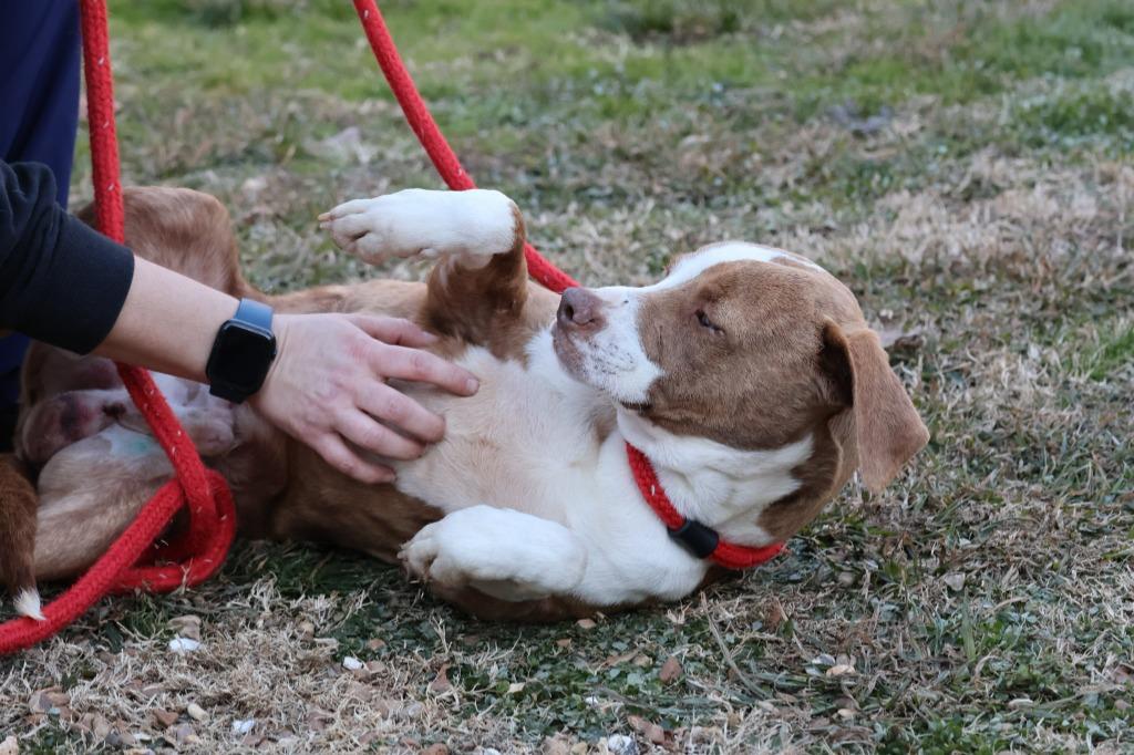 Enlarge Ghost, a Adoptable mixed breed in Columbia, TN image 2/4