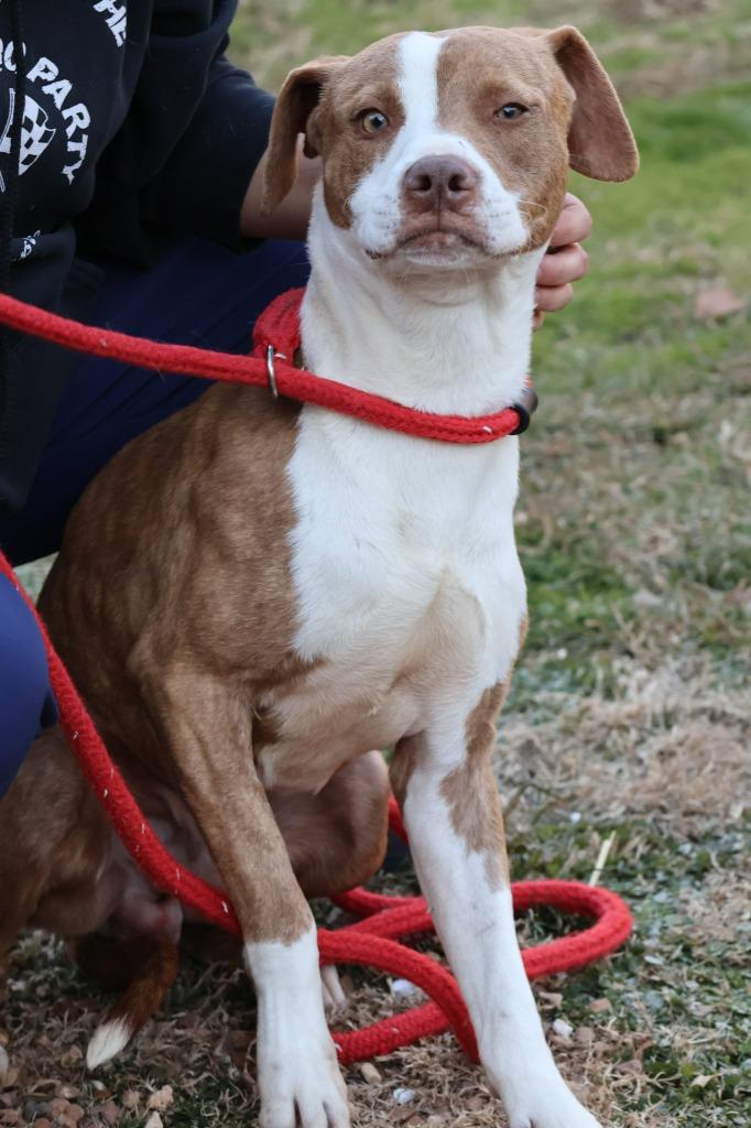Enlarge Ghost, a Adoptable mixed breed in Columbia, TN image 3/4
