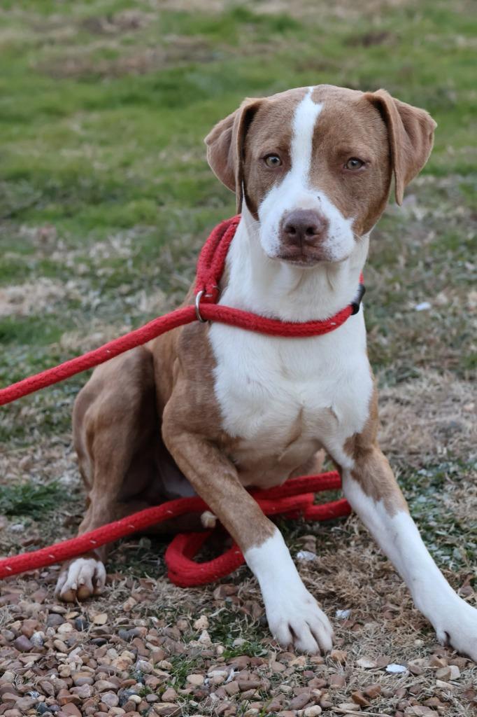 Enlarge Ghost, a Adoptable mixed breed in Columbia, TN image 4/4