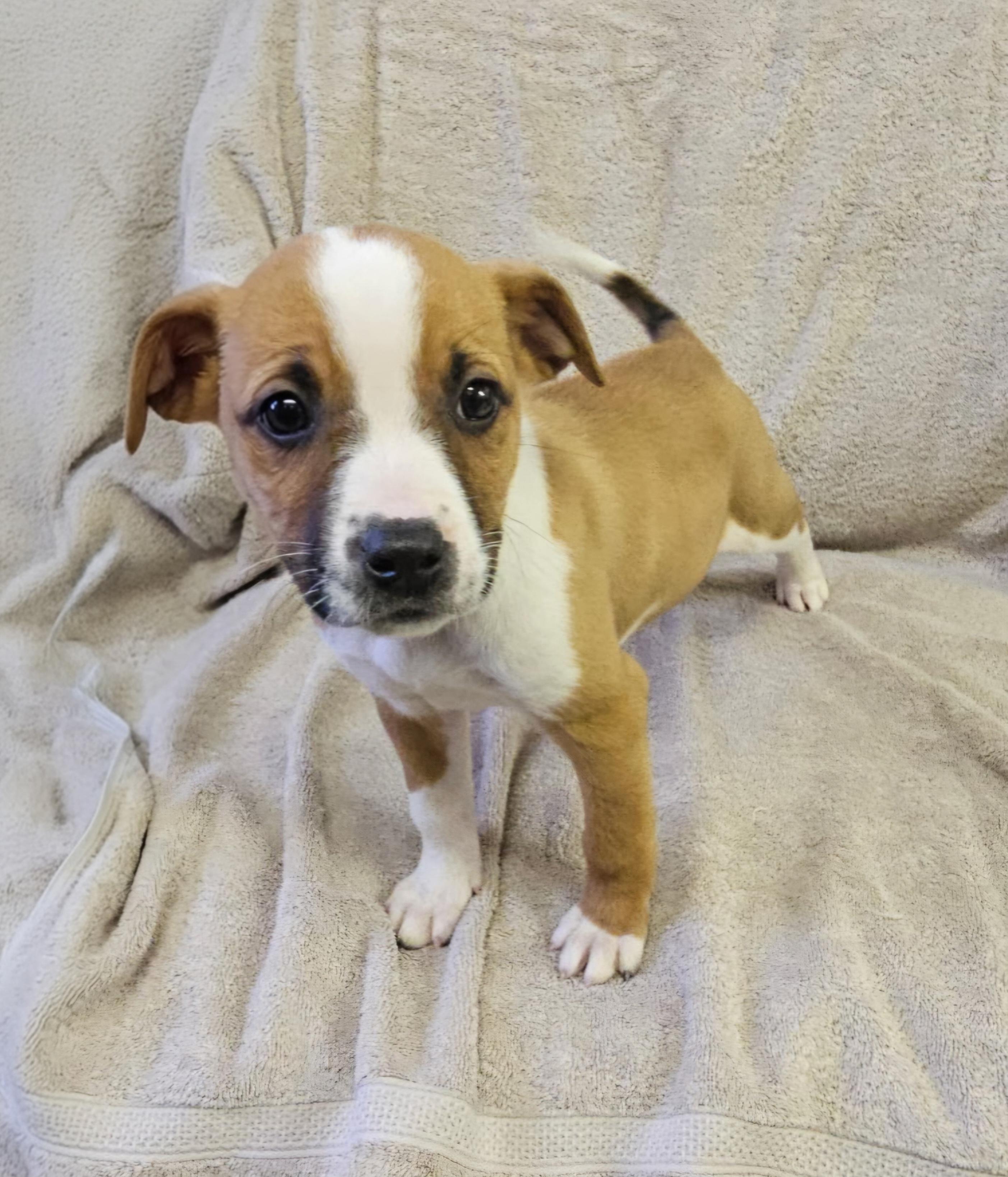 Enlarge Lottie, a ADOPTABLE mixed breed in Arlington Heights, IL image 4/6