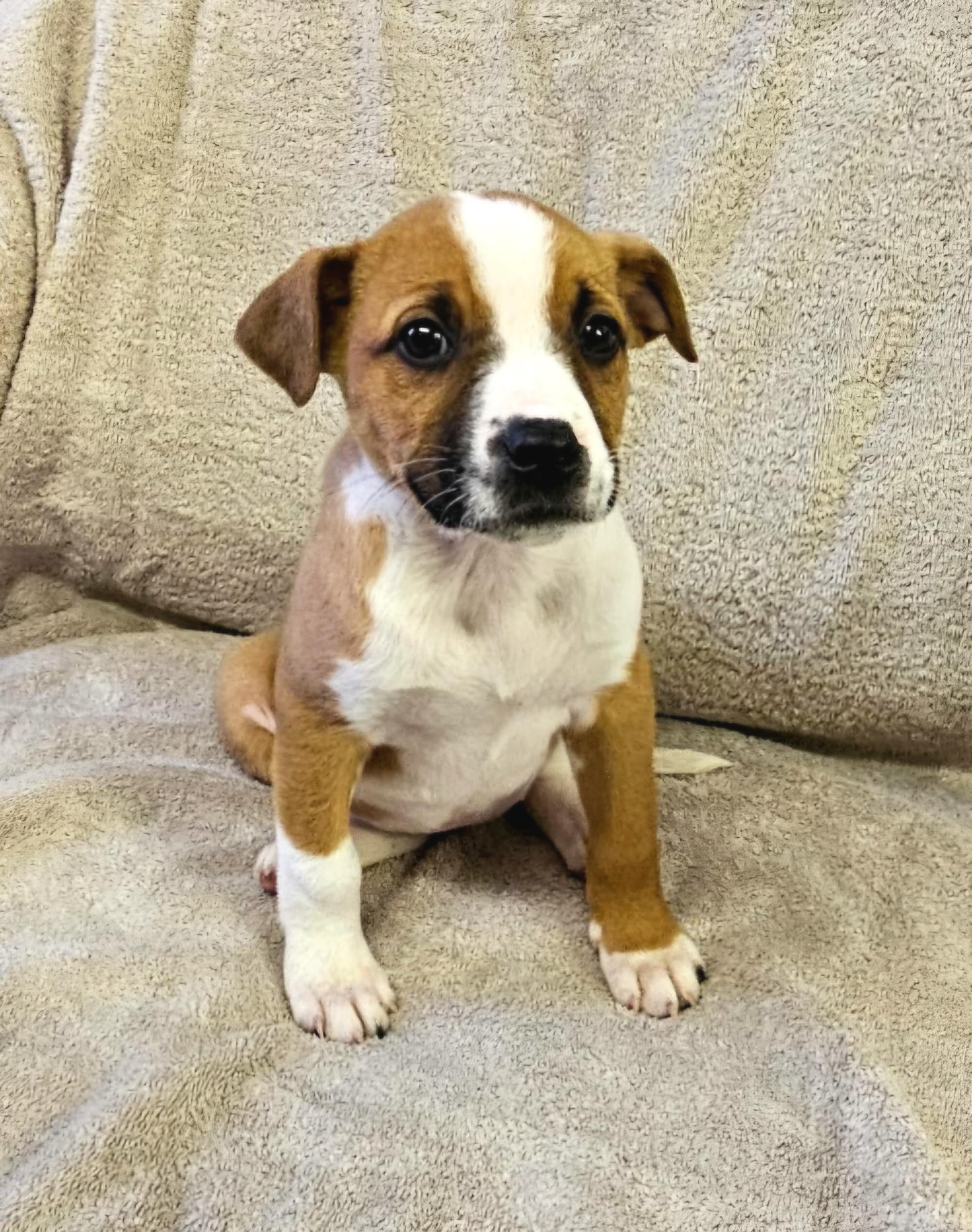 Lottie, ADOPTABLE, Puppy Female Mixed Breed.