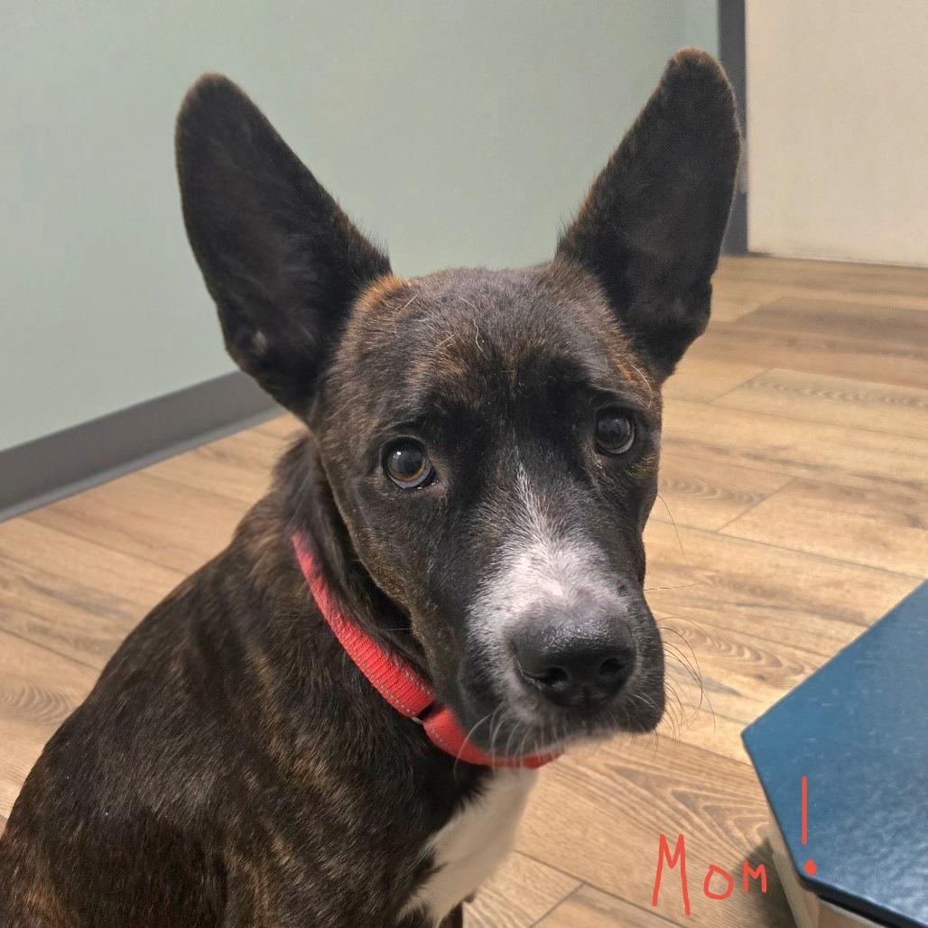 Enlarge CT Birch avail Feb 21 (Tractor Supply- Putnam, CT), a Adoptable mixed breed in Eastford, CT image 1/6