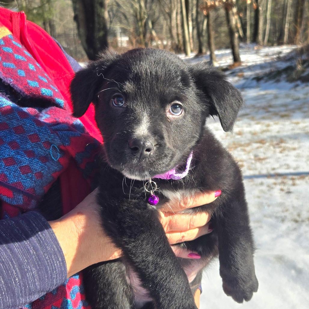 CT Birch, Adoptable, Puppy Male Shepherd.