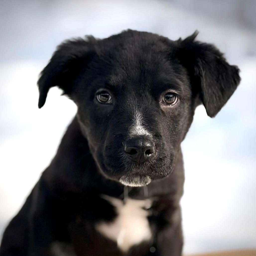 Enlarge CT Birch avail Feb 21 (Tractor Supply- Putnam, CT), a Adoptable mixed breed in Eastford, CT image 4/6