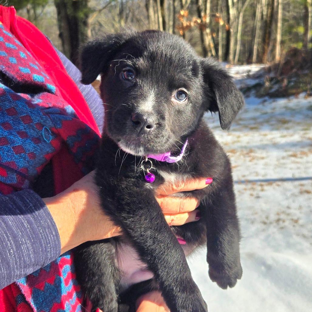 CT Birch, a Adoptable mixed breed in Eastford, CT image 3/3
