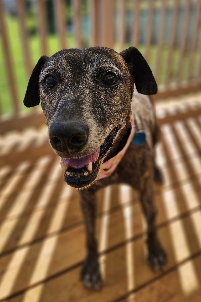 Maile, a Adoptable mixed breed in Kapaa, HI image 1/4