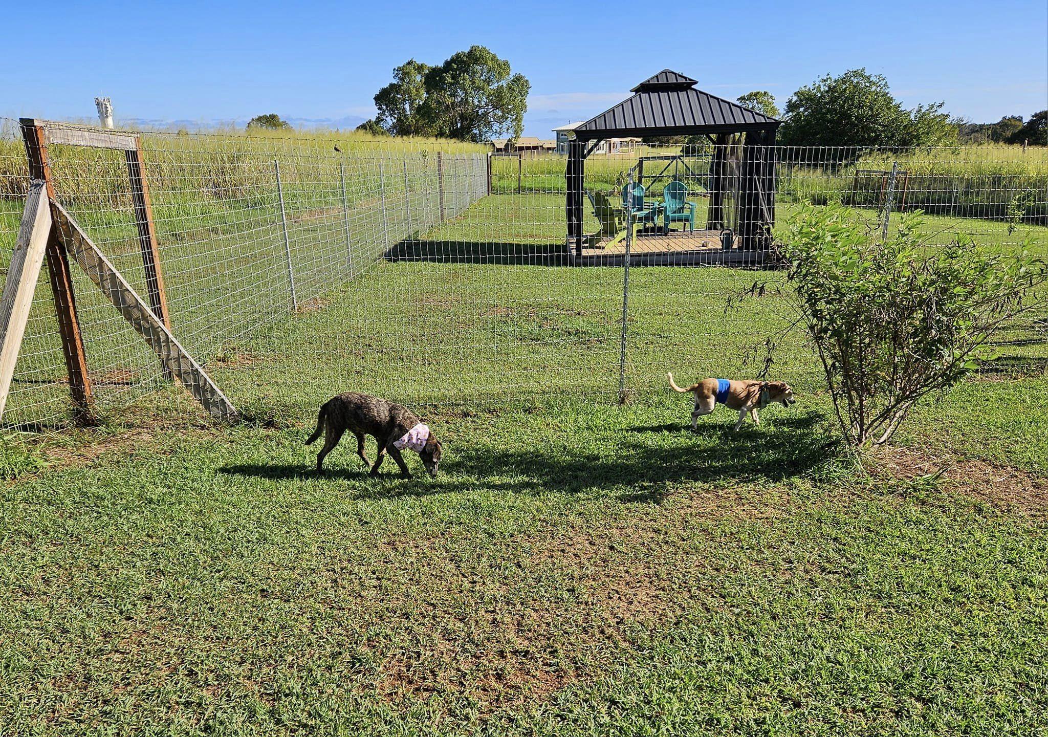 Maile, a Adoptable mixed breed in Kapaa, HI image 4/4