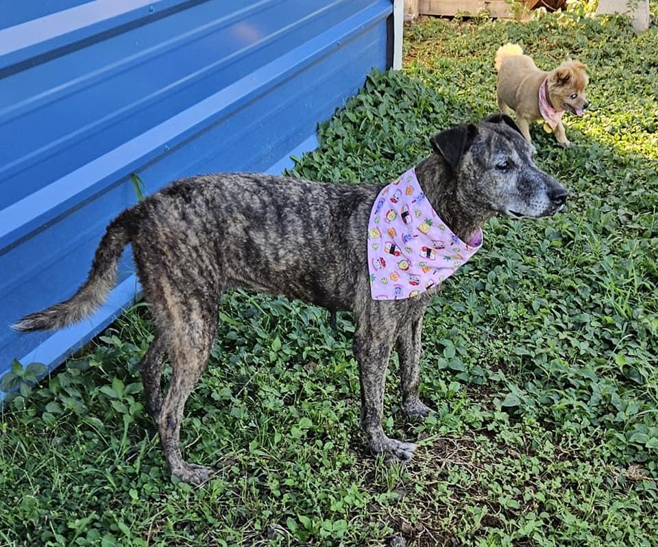 Maile, a Adoptable mixed breed in Kapaa, HI image 2/4