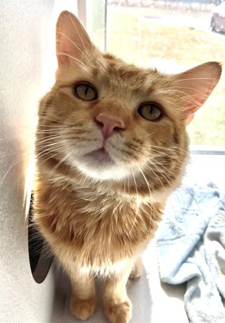 Enlarge BOOKER, a Adoptable Domestic Medium Hair in Bloomington, IL image 1/1