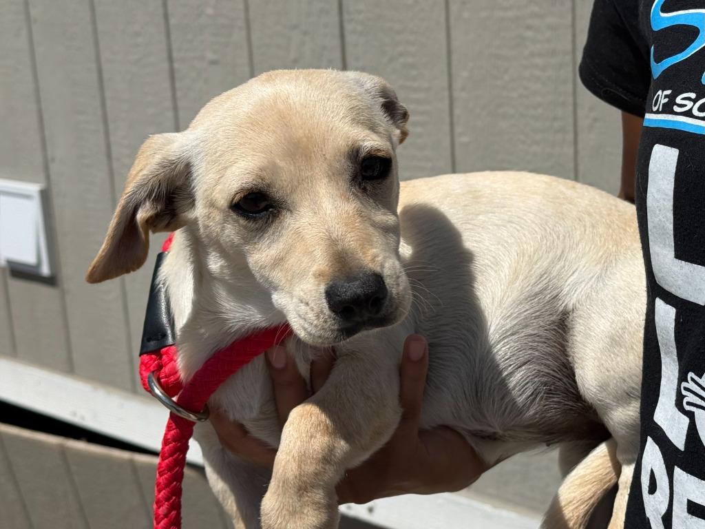 Opal, Adoptable, Puppy Female Terrier & Mixed Breed.