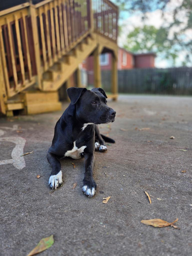 Enlarge Tuxedo Bully Mix (Courtesy Post), a Adoptable Pit Bull Terrier in Rutherfordton, NC image 1/4