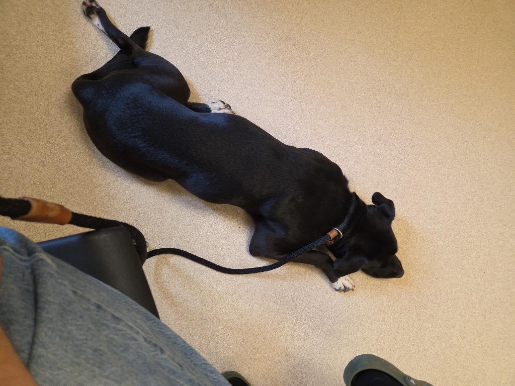 Enlarge Tuxedo Bully Mix (Courtesy Post), a Adoptable Pit Bull Terrier in Rutherfordton, NC image 3/4
