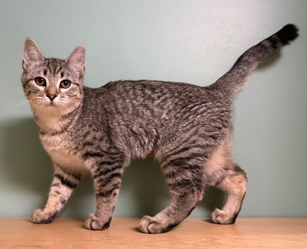 Enlarge Nyxa, an adopted Torbie in Amery, WI image 3/3