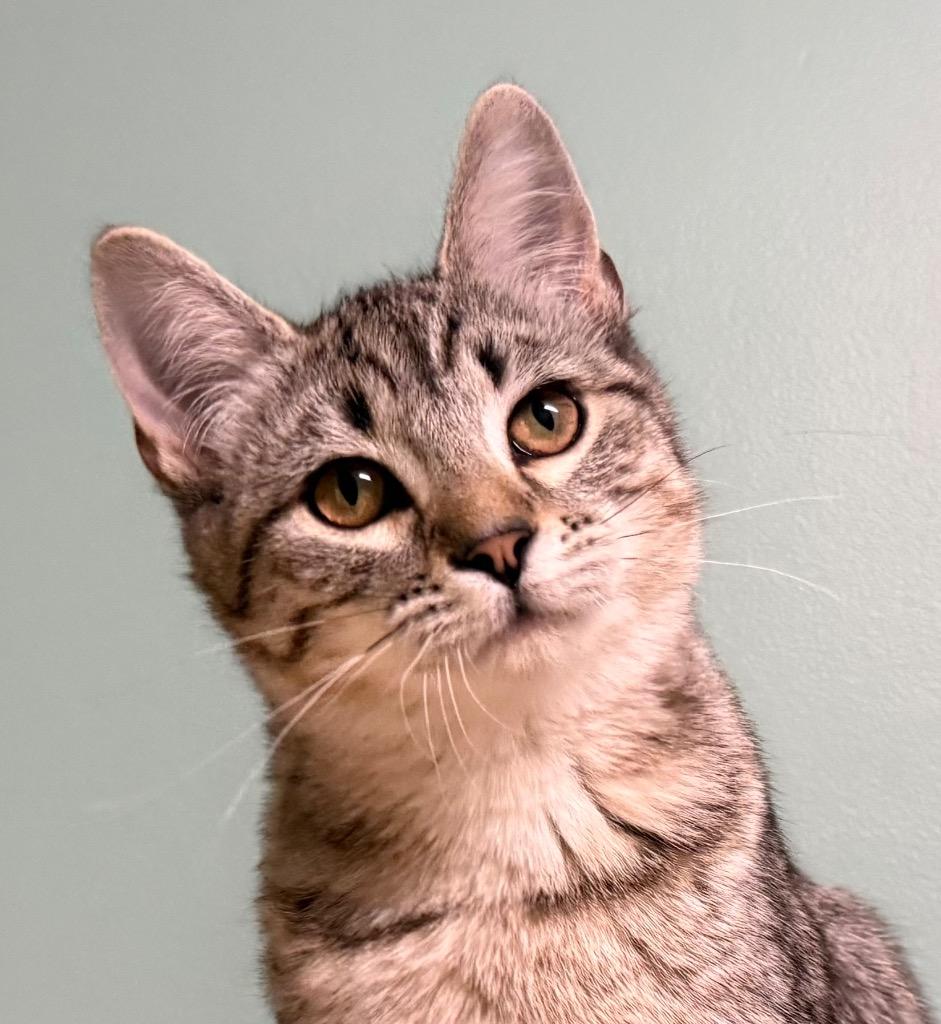 Nyxa, adopted, Young Female Torbie.