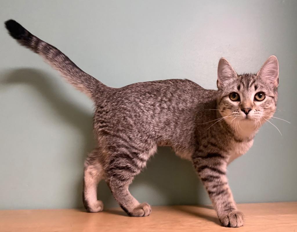 Enlarge Nyxa, an adopted Torbie in Amery, WI image 2/3