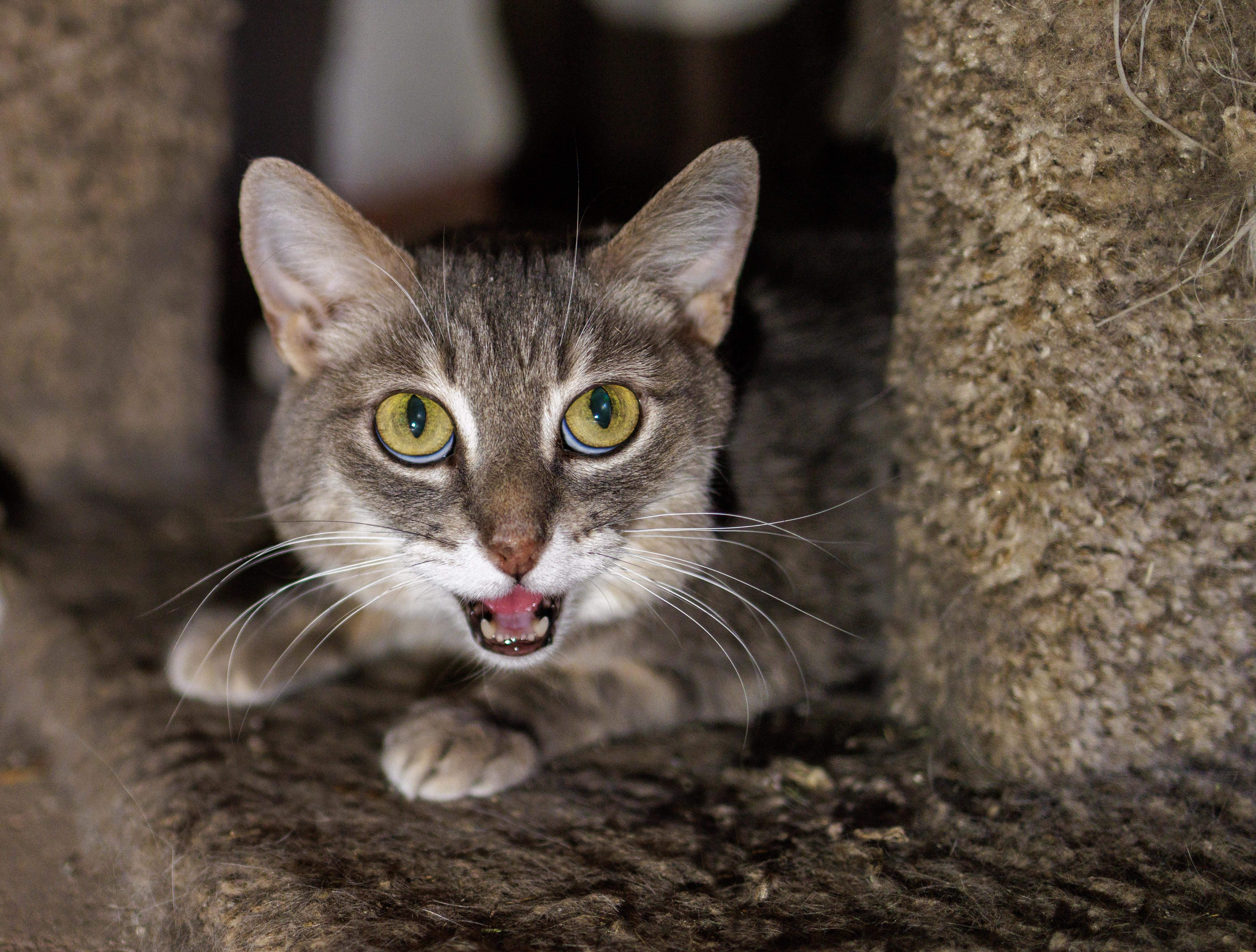 Felicia, ADOPTABLE, Senior Female Domestic Short Hair.