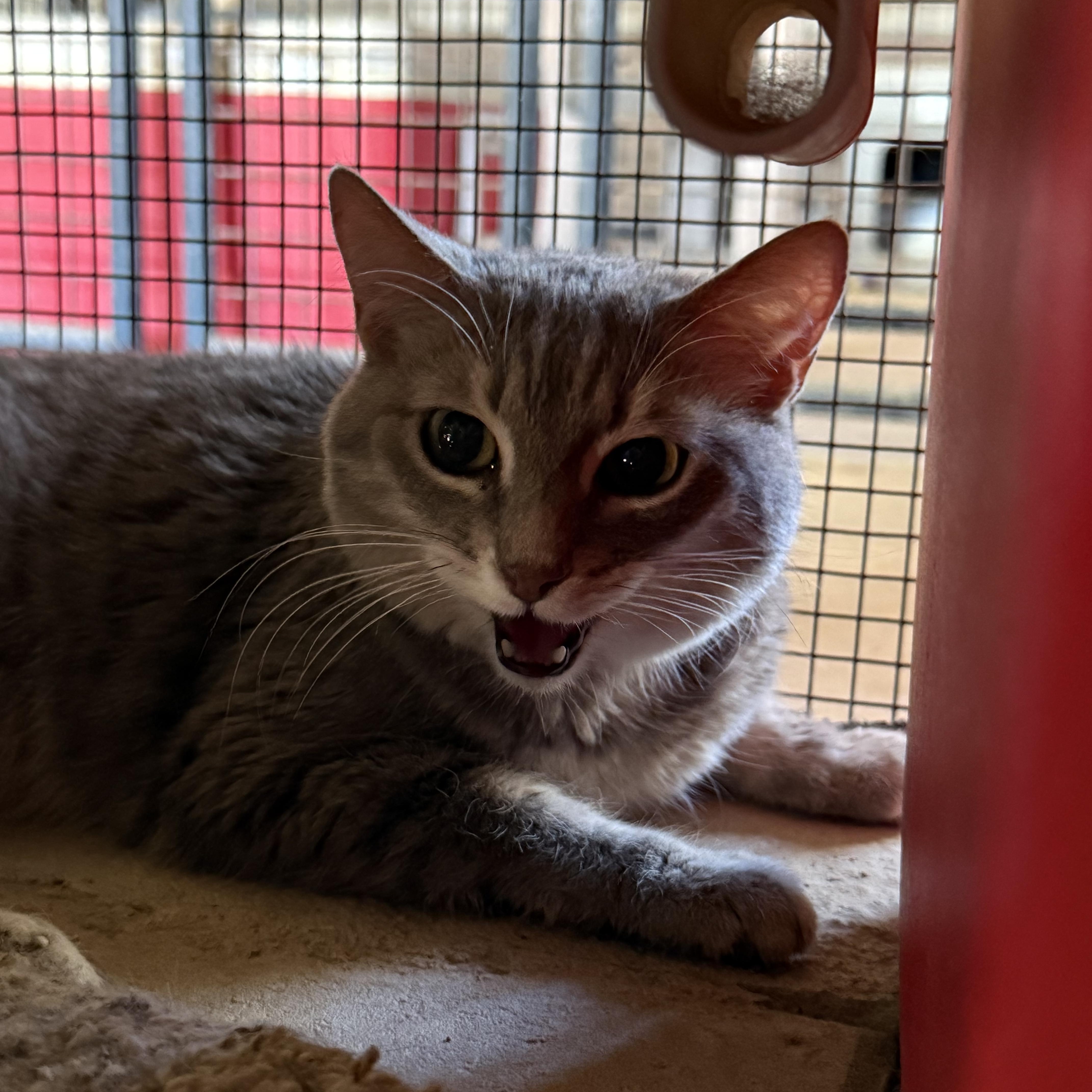 Felicia, ADOPTABLE, Senior Female Domestic Short Hair.