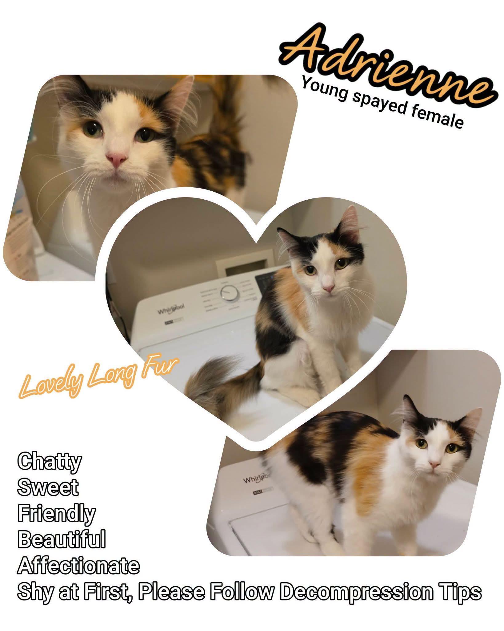 Adrienne, ADOPTABLE, Young Female Domestic Long Hair.