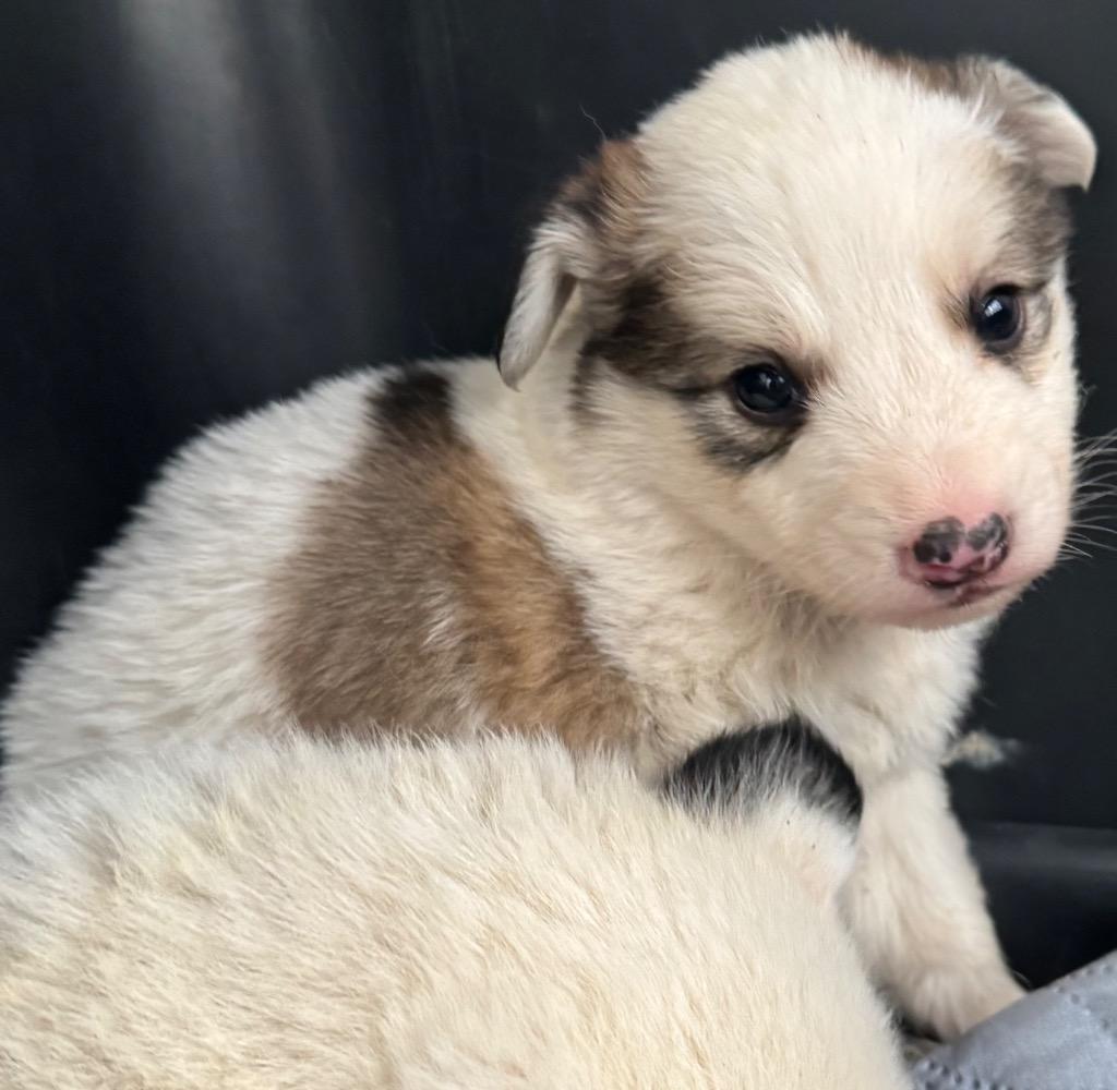 Cozy, Adoptable, Puppy Female Shepherd.