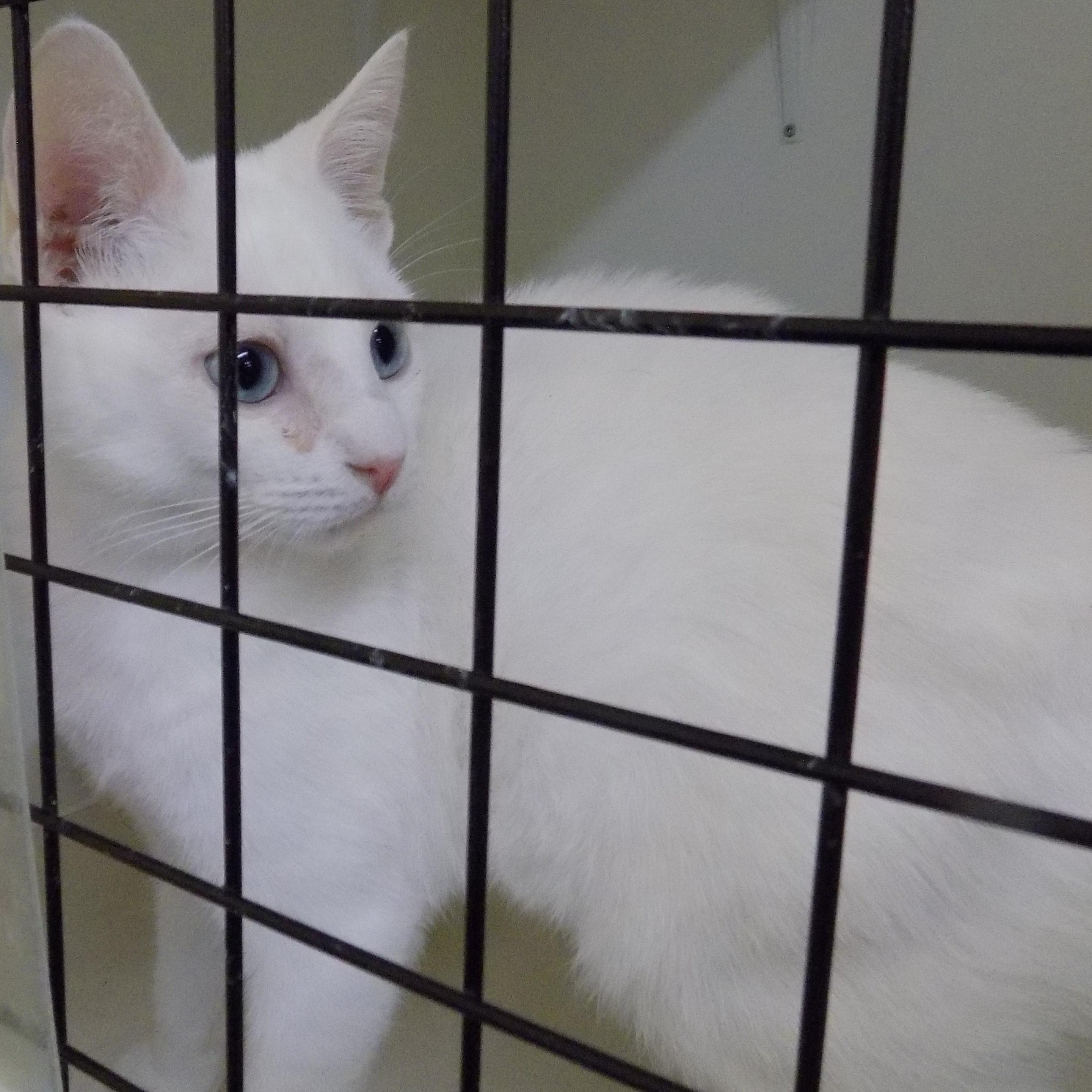 Enlarge Mia, a ADOPTABLE Domestic Short Hair in Savanna, IL image 2/2