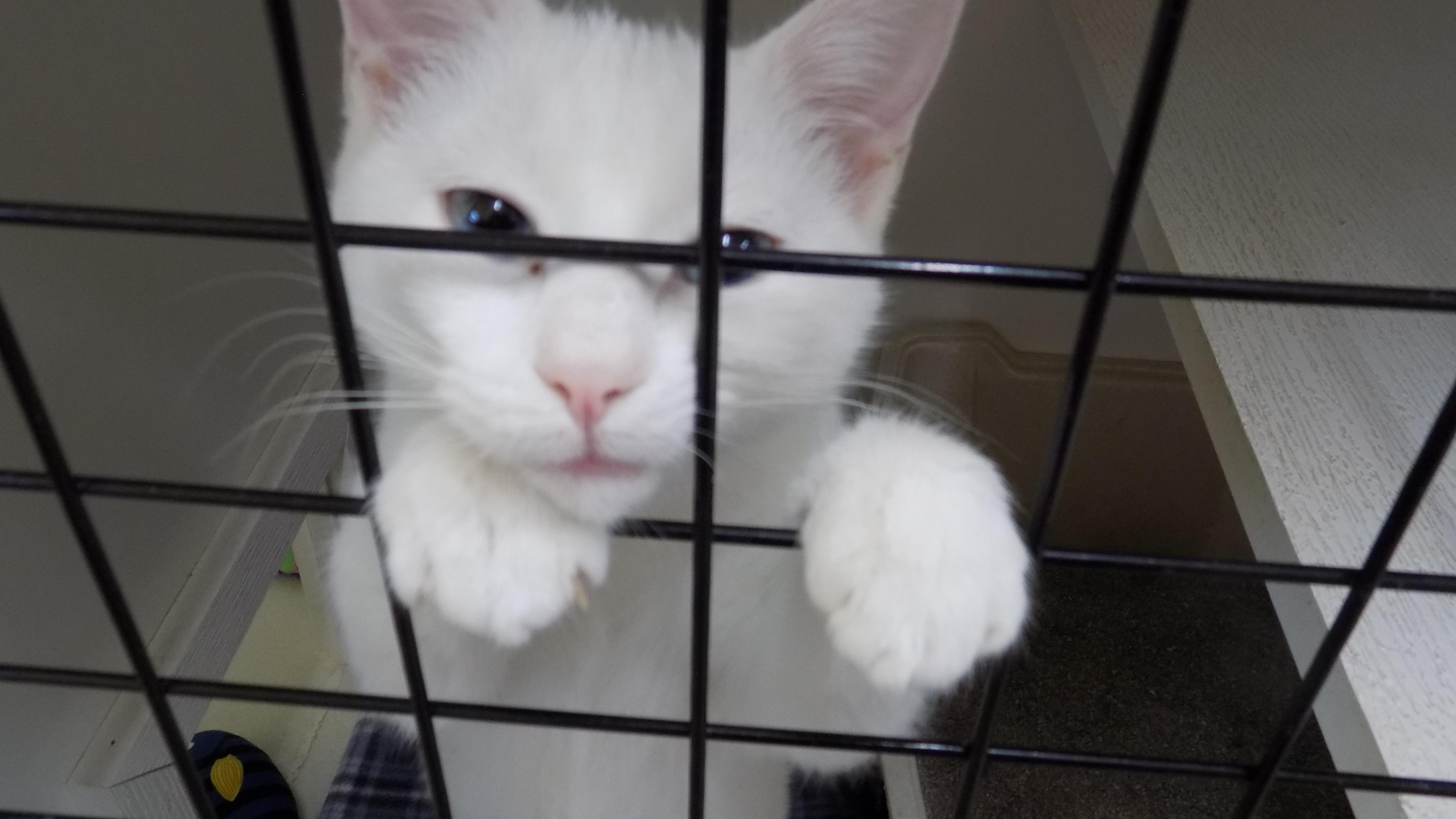 Enlarge Mia, a ADOPTABLE Domestic Short Hair in Savanna, IL image 1/2