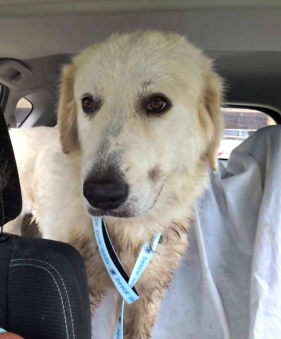 Enlarge Luci Lucita SAT, a Adoptable Great Pyrenees in Saint Jo, TX image 1/1