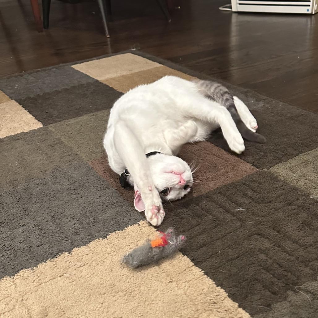 Enlarge Cupid, a Adoptable Domestic Short Hair in Glenview, IL image 1/4